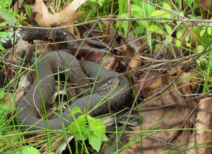 Northern Water Snake